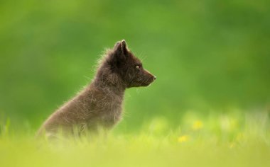 Yazın İzlanda 'da bir çayırda mavi morph kutup tilkisine (Vulpes lagopus) yaklaş. 
