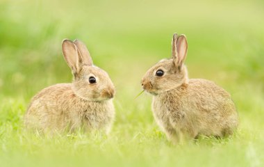Close up of two cute little rabbits in meadow, UK. clipart
