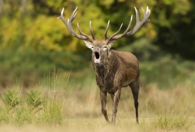 İngiltere 'de sonbaharda çiftleşme mevsiminde kızıl geyik geyiğinin yakın çekimi..