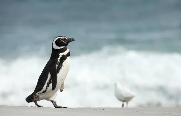 Pinguim Magalhães Caminhar Numa Praia Areia Ilhas Malvinas — Fotografia de Stock