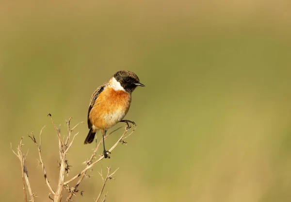 Stonechat Europeo Posado Una Rama Sobre Fondo Verde Entorno Natural — Foto de Stock