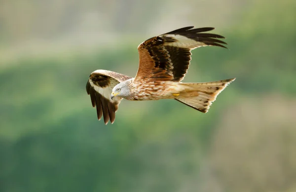 Gros Plan Cerf Volant Rouge Vol Dessus Des Arbres Royaume — Photo