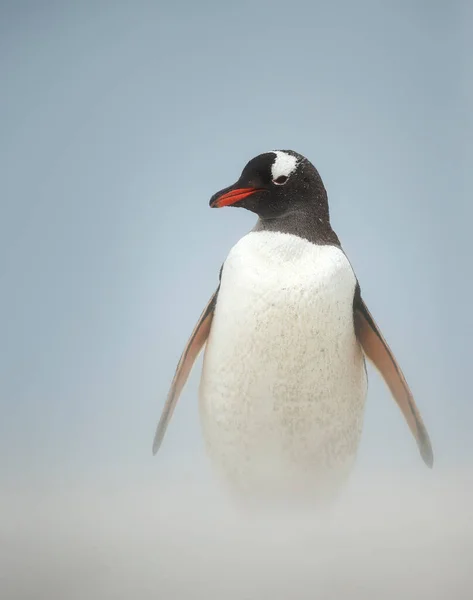 Detailní Záběr Tučňáka Gentoo Pygoscelis Papua Větrné Pláži — Stock fotografie