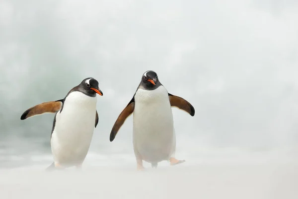 Close Two Gentoo Penguins Pygoscelis Papua Stormy Beach Falkland Islands — Stock Photo, Image