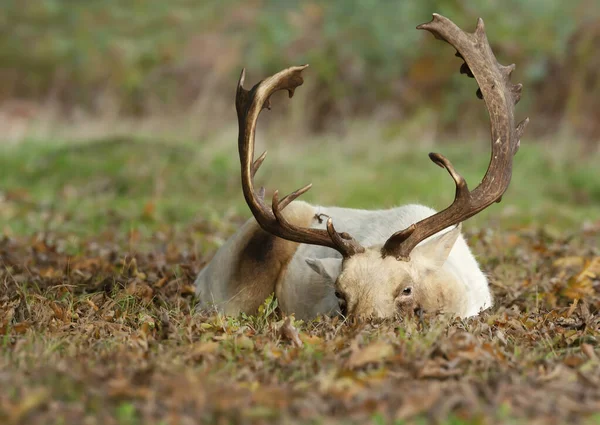 Close Fallow Deer Stag Lying Ground Autumn — ストック写真