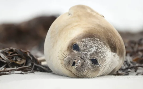 Großaufnahme Einer Südlichen Elefantenrobbe Die Einem Sandstrand Einem Küstengebiet Des — Stockfoto