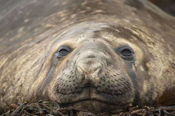 Close Southern Elephant Seal Lying Sea Weeds Coastal Area Falkland — Stock Photo, Image