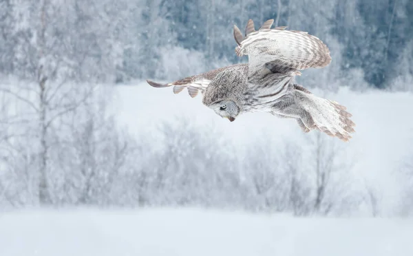 Close Great Grey Owl Lapland Owl Flight Finlândia — Fotografia de Stock