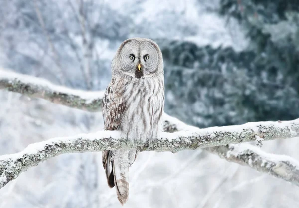 Close Great Grey Owl Strix Nebulosa Empoleirado Uma Árvore Inverno — Fotografia de Stock