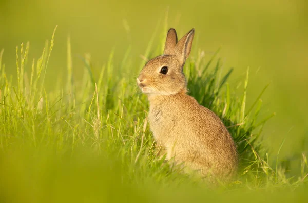 Närbild Söt Liten Kanin Sitter Gräs Våren Storbritannien — Stockfoto