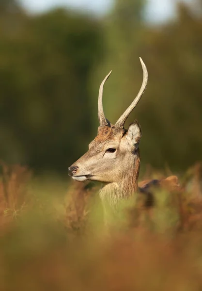 Close Van Een Jonge Red Deer Hert Staande Bracken Herfst — Stockfoto