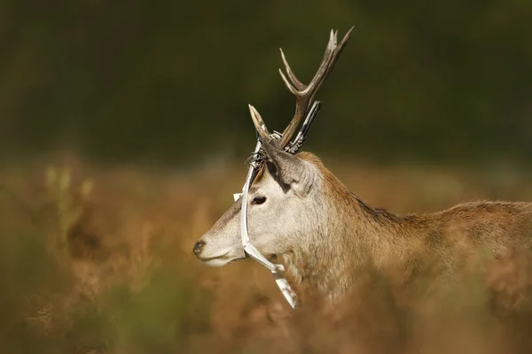 Red Deer Stag Strangled Discarded Window Blind — Stock Photo, Image
