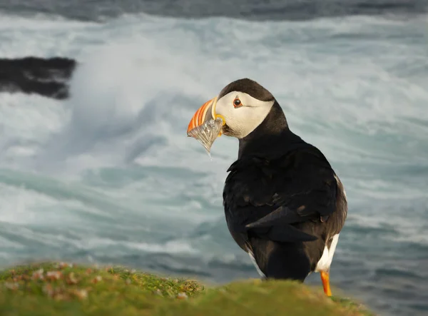 Close Atlantic Puffin Sand Eels Coastal Area Scotland — Stock Photo, Image