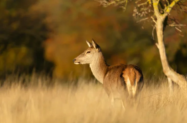 Close Van Een Rode Hertenhinde Staan Een Grasveld Herfst — Stockfoto