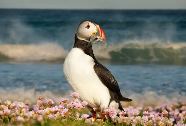 Großaufnahme Von Atlantischem Papageitaucher Mit Sandaalen Rosa Blüten Einer Küste — Stockfoto