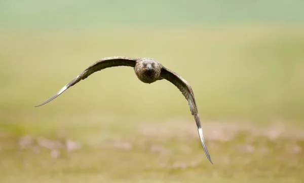 Großaufnahme Eines Großen Skuas Flug Moorgebieten Shetlandinseln Großbritannien — Stockfoto