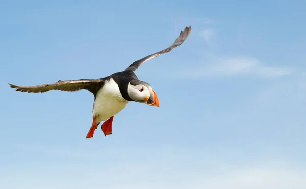 Κοντινό Πλάνο Του Atlantic Puffin Κατά Την Πτήση Ηνωμένο Βασίλειο — Φωτογραφία Αρχείου