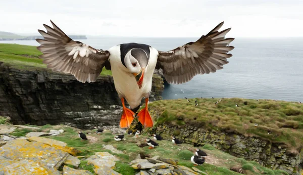 Nahaufnahme Eines Atlantischen Papageitauchers Flug Über Die Papageientaucherkolonie Großbritannien — Stockfoto