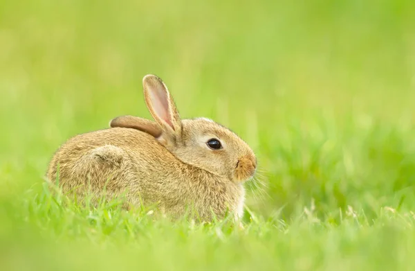 Porträtt Liten Kanin Sittande Gräs Storbritannien — Stockfoto