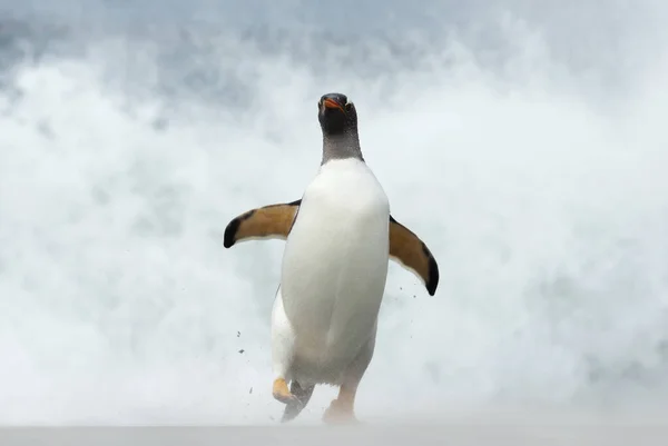 Primo Piano Pinguino Gentoo Una Spiaggia Tempestosa Sull Oceano Atlantico — Foto Stock