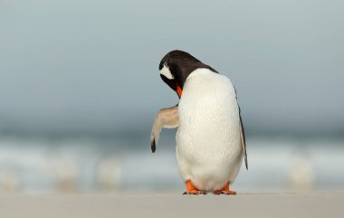 Falkland Adaları 'nın kumlu sahilinde bir Gentoo penguenine yakın çekim.