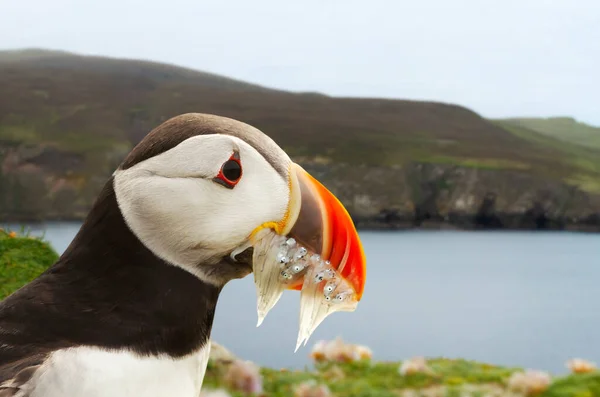 Nahaufnahme Von Atlantischem Papageitaucher Mit Dem Schnabel Voller Sandaale Schottland — Stockfoto