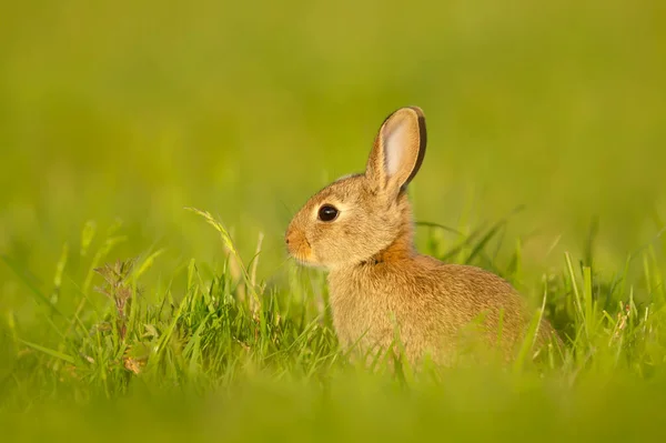 Close Cute Little Rabbit Sitting Grass Spring — Stock Photo, Image