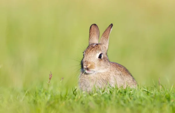 Close Van Een Schattig Konijntje Zitten Gras Het Voorjaar — Stockfoto