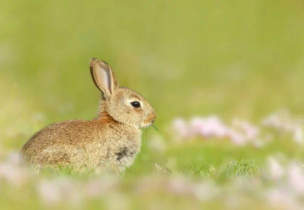 Portret Van Een Schattig Konijntje Zittend Weiland — Stockfoto