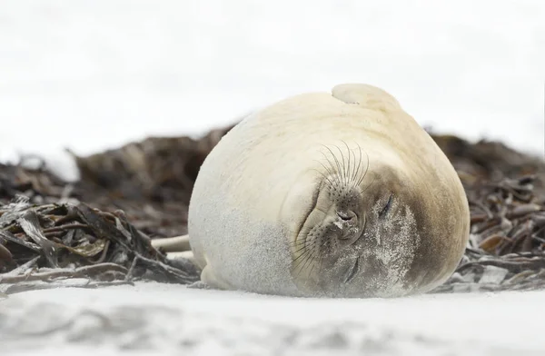 Gros Plan Phoque Éléphant Sud Couché Sur Une Plage Sable — Photo