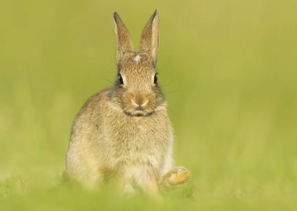 Close Cute Little Rabbit Sitting Grass Spring — Stock Photo, Image