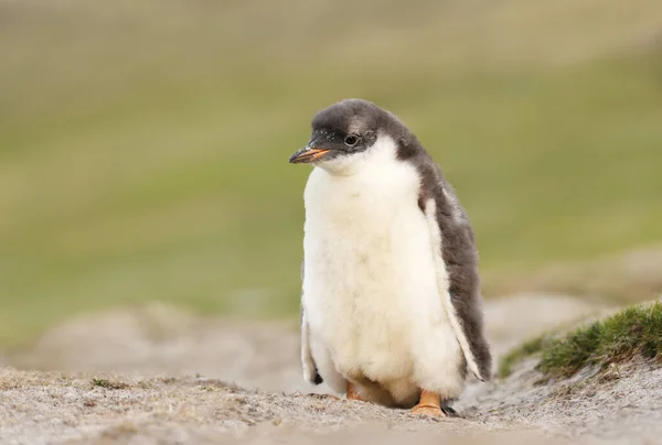 Zbliżenie Pisklęcia Pingwina Gentoo Stojącego Samotnie Piaszczystym Wybrzeżu Falklandów — Zdjęcie stockowe