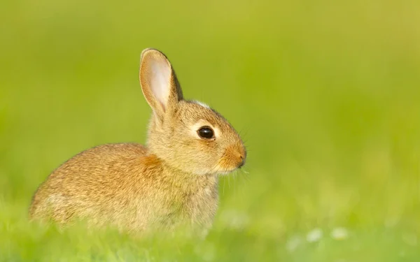 Portret Van Een Schattig Konijntje Zittend Weiland — Stockfoto