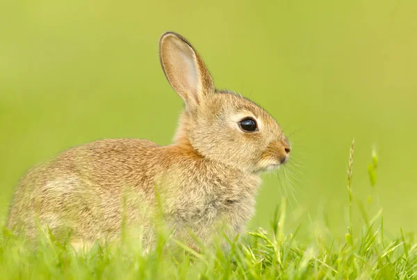 Close Van Een Schattig Konijntje Zitten Gras Het Voorjaar — Stockfoto