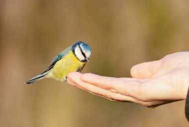 Close up of a blue tit feeding on a palm, UK.