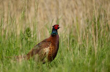 Birleşik Krallık 'ın çimenlerindeki bir erkek ortak sülününe (Phasianus colchicus) yakın plan.