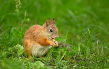 Yeşil çimenlerde oturan bir Kızıl Sincap 'a (Sciurus Vulgaris) yakın plan.