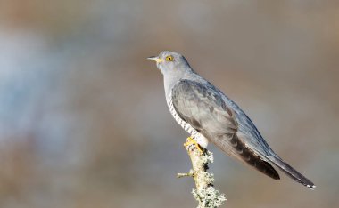 Birleşik Krallık 'ta bir ağaç dalına tünemiş bir Cuckoo' ya yaklaş..