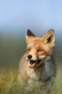Yazın kızıl tilki portresi (Vulpes vulpes).