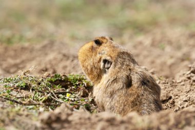 Bale Dağları, Etiyopya 'da büyük kafalı bir Afrika köstebeğine yakın durun..