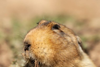 Büyük kafalı bir Afrika köstebek faresinin portresi, Bale Dağları, Etiyopya.