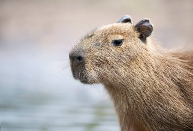 Genç bir Capybara 'nın portresi temiz arka planda, Güney Pantanal, Brezilya.