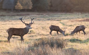 Sonbaharda İngiltere 'de azgın bir mevsimde kızıl geyik geyiği avlar..