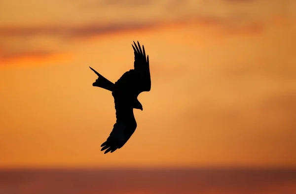 Silhouette Eines Rotmilans Flug Bei Sonnenuntergang Großbritannien — Stockfoto