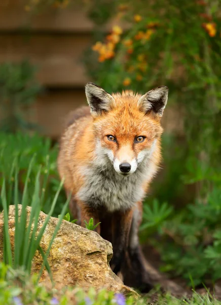 Close Red Fox Vulpes Vulpes Standing Garden Zjednoczone Królestwo Wielkiej — Zdjęcie stockowe