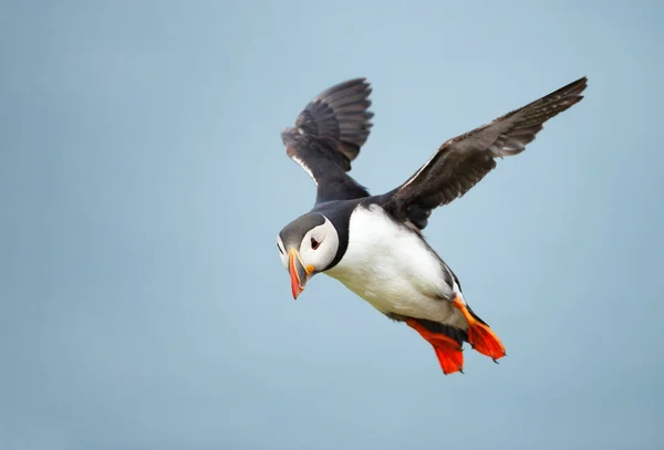 Κοντινό Πλάνο Του Atlantic Puffin Κατά Την Πτήση Ηνωμένο Βασίλειο — Φωτογραφία Αρχείου