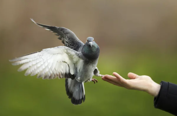 Großaufnahme Einer Wildtaube Die Auf Einer Hand Landet Großbritannien — Stockfoto