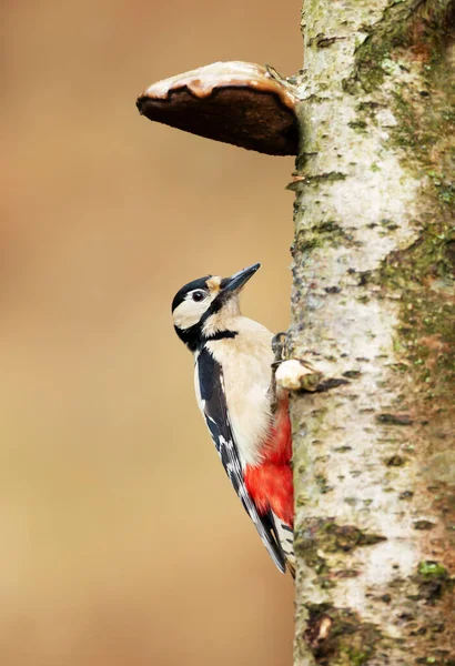 Κοντινό Πλάνο Του Great Spotted Woodpecker Dendrocopos Major Σκαρφαλωμένο Δέντρο — Φωτογραφία Αρχείου