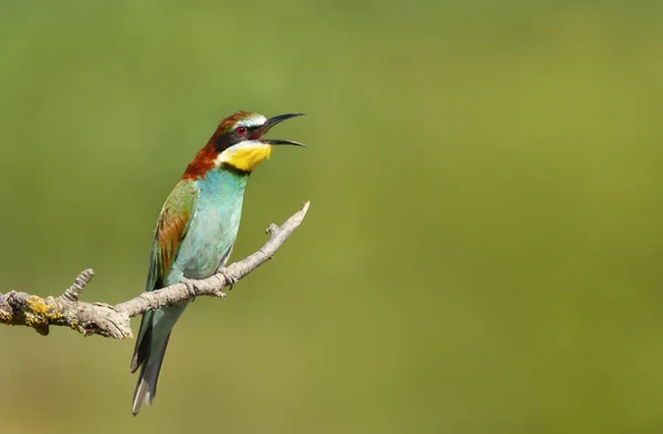 Primo Piano Mangiatore Api Chiamante Appollaiato Ramo Albero Estate Bulgaria — Foto Stock