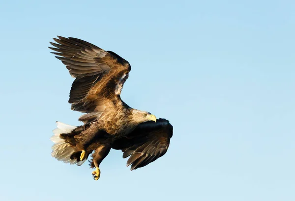 靠近一只白尾海鹰 Haliaeetus Albicilla 在蓝天下飞行 — 图库照片